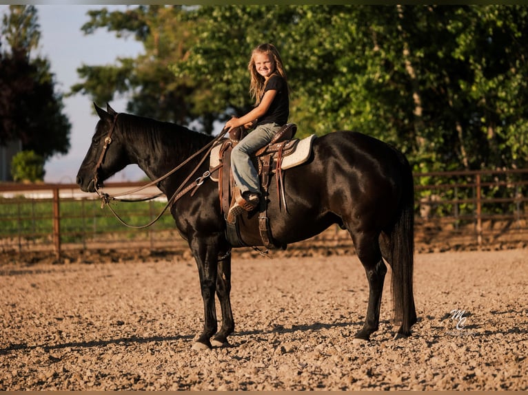 American Quarter Horse Wałach 10 lat 142 cm Kara in Caldwell, ID