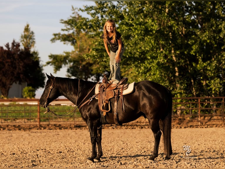 American Quarter Horse Wałach 10 lat 142 cm Kara in Caldwell, ID
