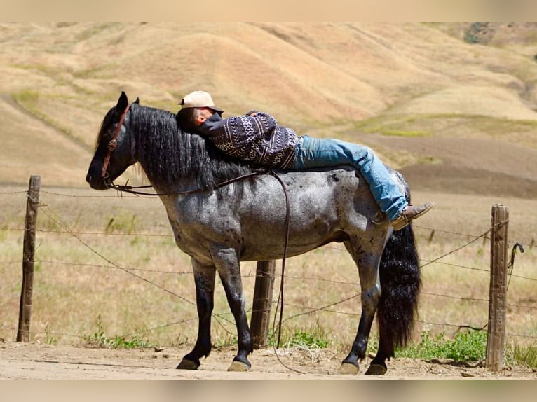 American Quarter Horse Wałach 10 lat 142 cm Karodereszowata in Tres Pinos
