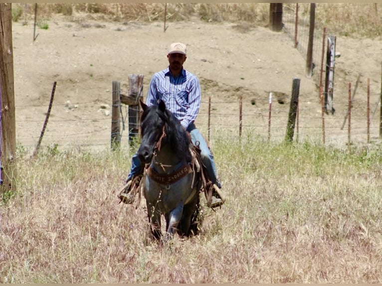 American Quarter Horse Wałach 10 lat 142 cm Karodereszowata in Tres Pinos