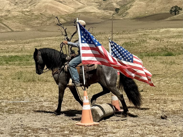 American Quarter Horse Wałach 10 lat 142 cm Karodereszowata in Tres Pinos
