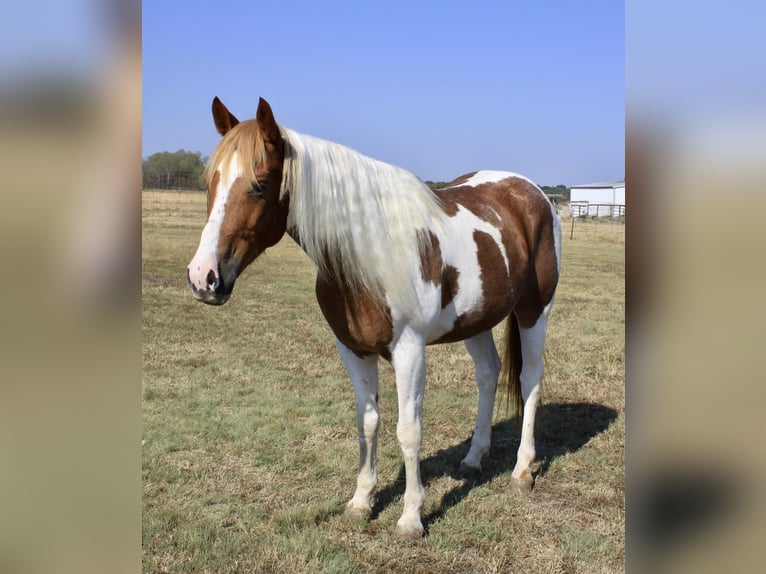 American Quarter Horse Wałach 10 lat 145 cm Ciemnokasztanowata in Ravenna Tx