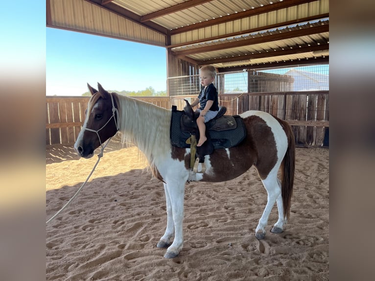 American Quarter Horse Wałach 10 lat 145 cm Ciemnokasztanowata in Ravenna Tx