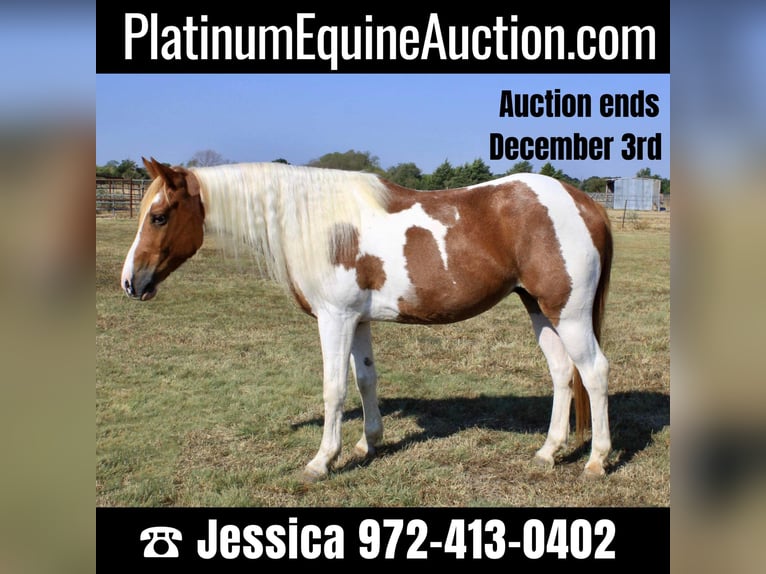 American Quarter Horse Wałach 10 lat 145 cm Ciemnokasztanowata in Ravenna Tx