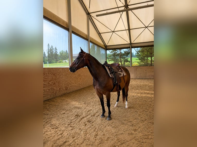 American Quarter Horse Mix Wałach 10 lat 145 cm Gniada in Eggenfelden