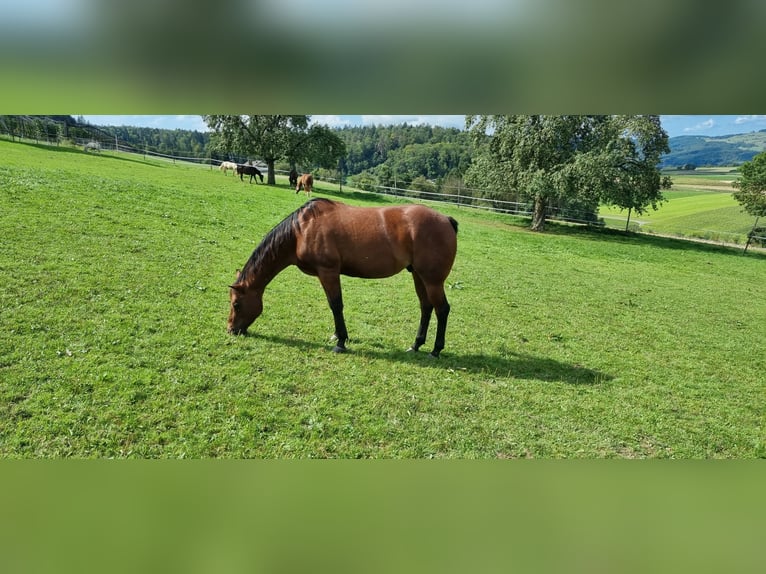 American Quarter Horse Wałach 10 lat 146 cm Gniadodereszowata in Endingen