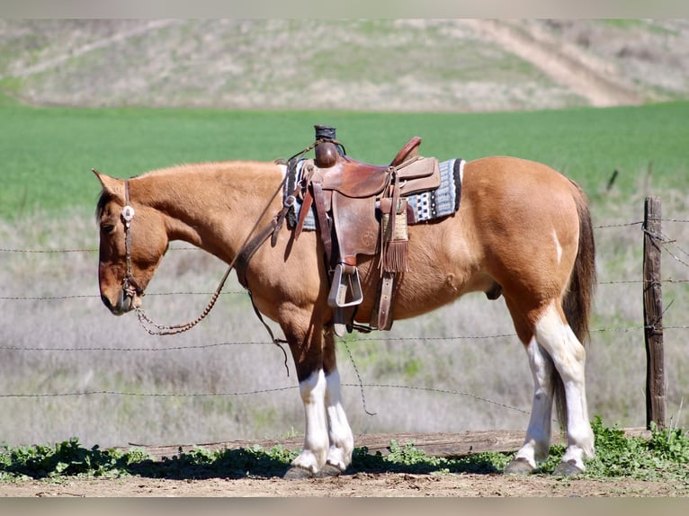 American Quarter Horse Wałach 10 lat 147 cm Bułana in Bitterwater CA