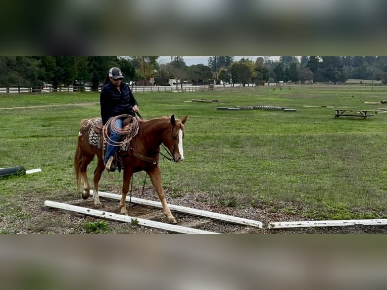 American Quarter Horse Wałach 10 lat 147 cm Ciemnokasztanowata in Paicines CA
