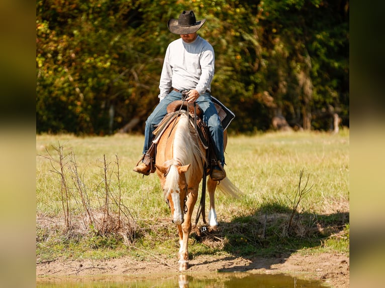 American Quarter Horse Wałach 10 lat 147 cm Izabelowata in Troy