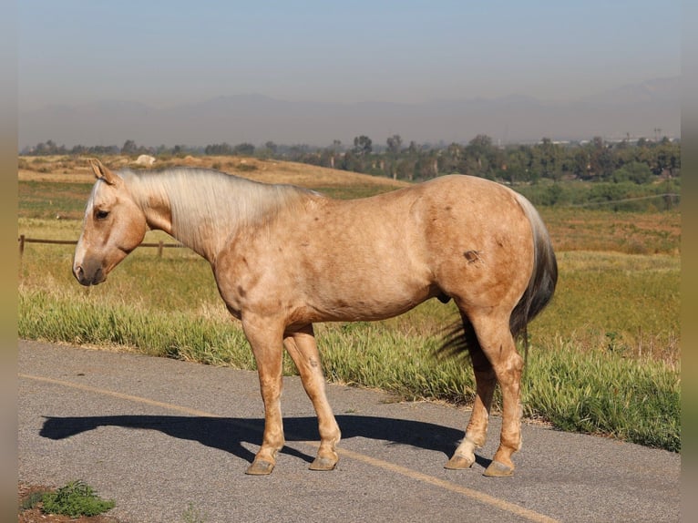 American Quarter Horse Wałach 10 lat 147 cm Izabelowata in Norco
