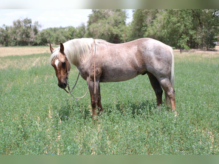 American Quarter Horse Wałach 10 lat 147 cm Izabelowata in El Paso TX