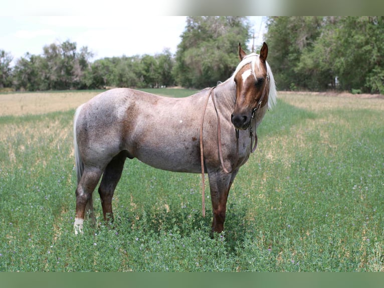American Quarter Horse Wałach 10 lat 147 cm Izabelowata in El Paso TX
