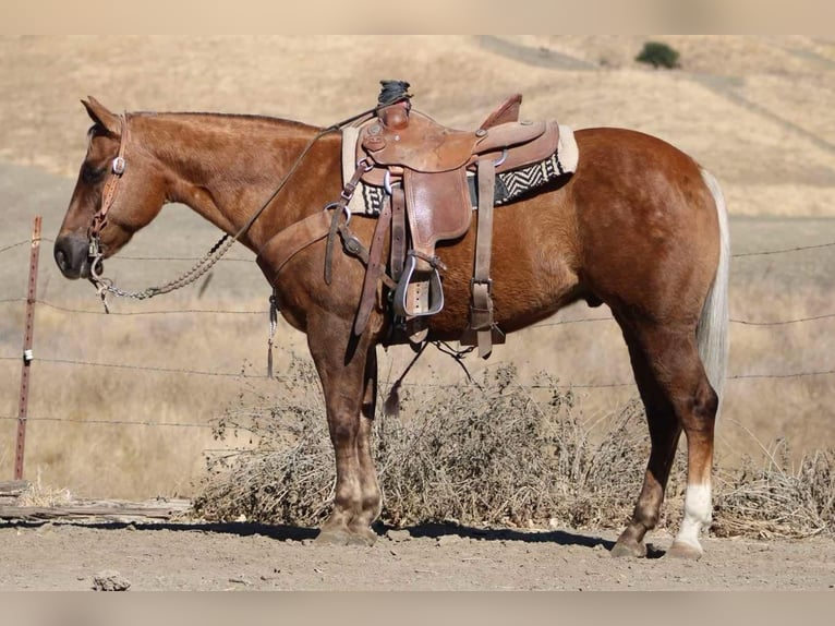 American Quarter Horse Wałach 10 lat 147 cm Izabelowata in Paicines CA