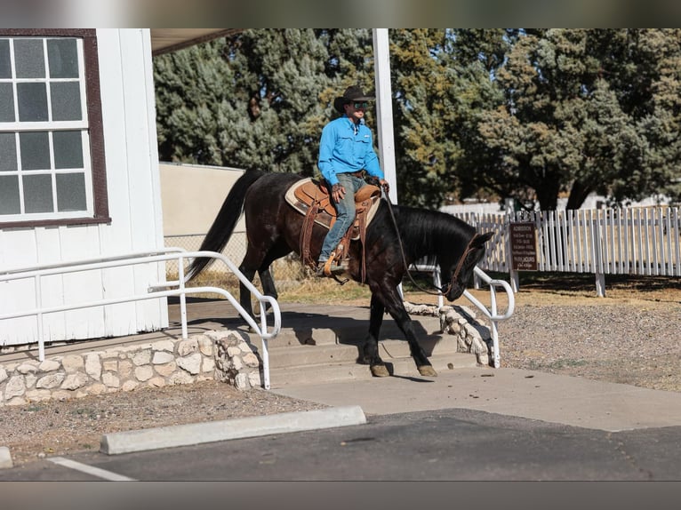 American Quarter Horse Wałach 10 lat 147 cm Kara in Camp Verde AZ
