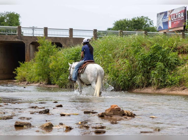 American Quarter Horse Wałach 10 lat 147 cm Siwa in Rusk TX