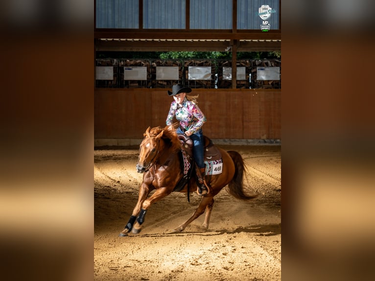 American Quarter Horse Wałach 10 lat 148 cm Kasztanowata in Hünxe