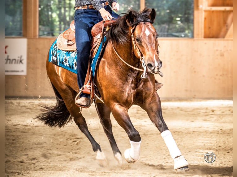 American Quarter Horse Wałach 10 lat 149 cm Ciemnogniada in Walliswil b. Niederbipp