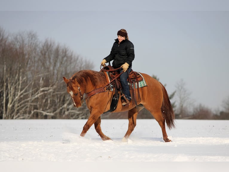 American Quarter Horse Wałach 10 lat 150 cm Bułana in Clarion