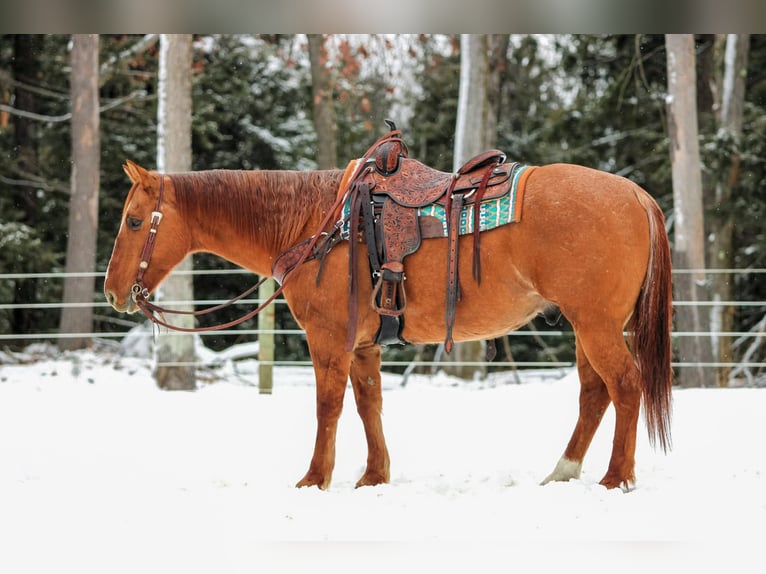 American Quarter Horse Wałach 10 lat 150 cm Bułana in Clarion