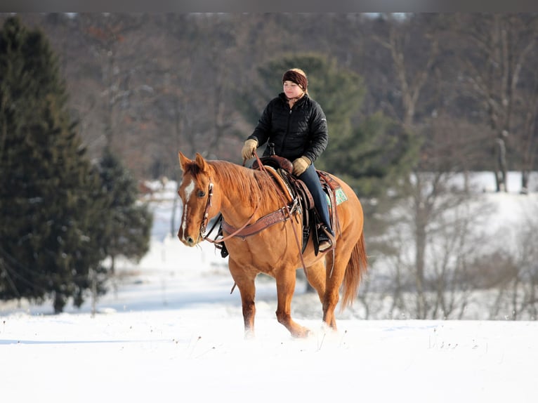 American Quarter Horse Wałach 10 lat 150 cm Bułana in Clarion