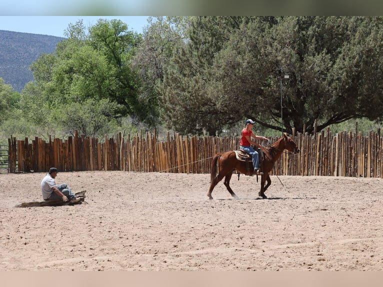 American Quarter Horse Wałach 10 lat 150 cm Ciemnokasztanowata in Cottonwood AZ