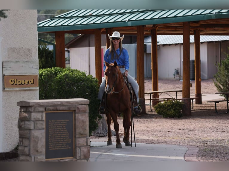 American Quarter Horse Wałach 10 lat 150 cm Ciemnokasztanowata in Cottonwood AZ
