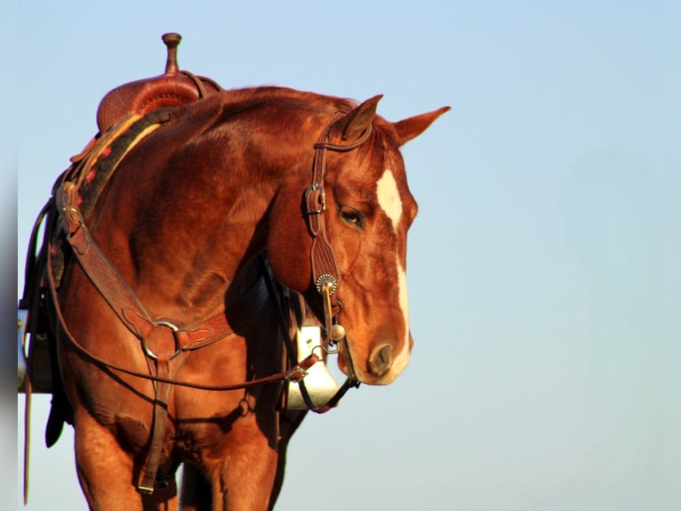 American Quarter Horse Wałach 10 lat 150 cm Cisawa in Rebersburg