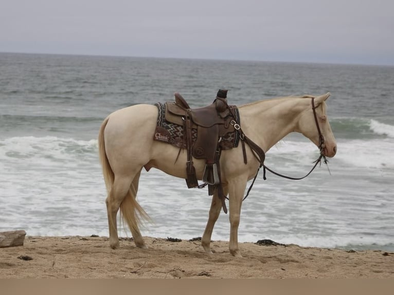 American Quarter Horse Wałach 10 lat 150 cm Cremello in Paicines CA