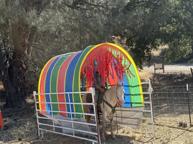 American Quarter Horse Wałach 10 lat 150 cm Cremello in Paicines CA
