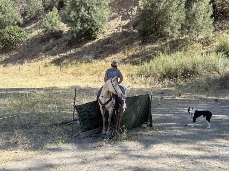 American Quarter Horse Wałach 10 lat 150 cm Cremello in Paicines CA