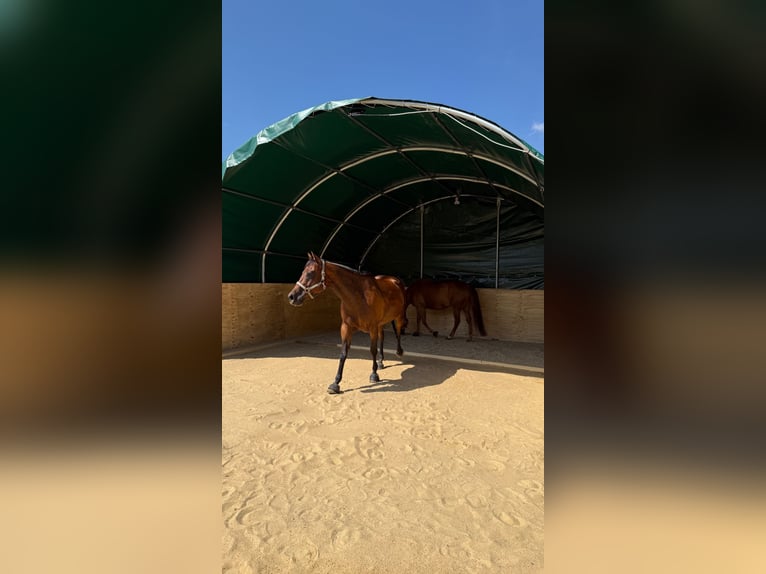 American Quarter Horse Wałach 10 lat 150 cm Gniada in Ilfeld