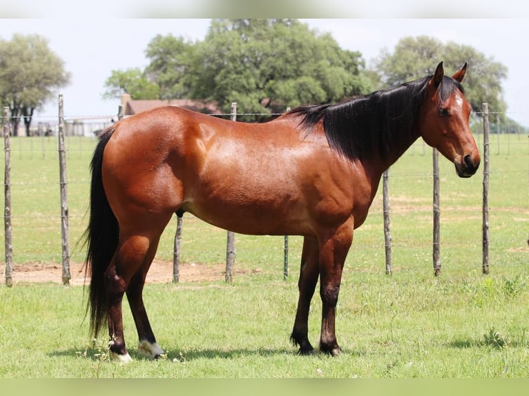 American Quarter Horse Wałach 10 lat 150 cm Gniada in Lipan TX