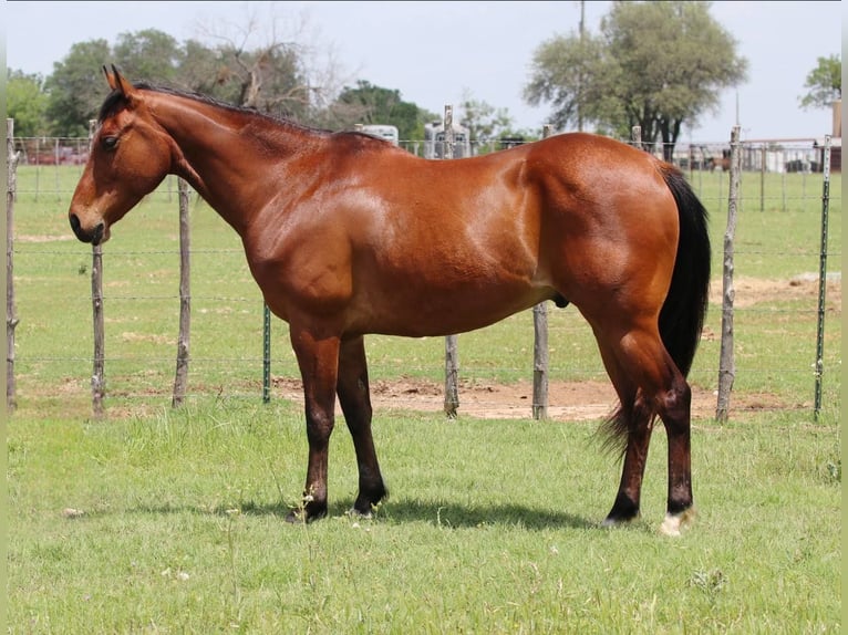 American Quarter Horse Wałach 10 lat 150 cm Gniada in Lipan TX
