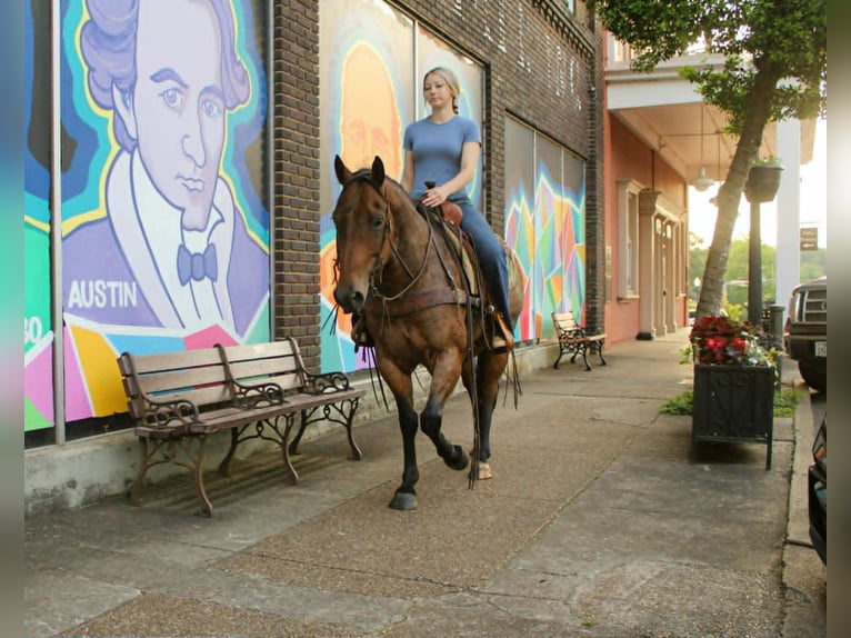 American Quarter Horse Wałach 10 lat 150 cm Gniadodereszowata in Rusk