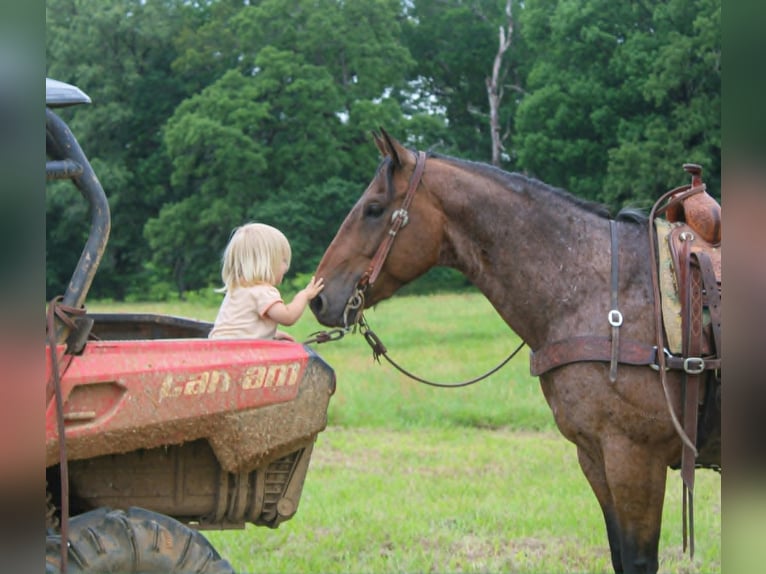 American Quarter Horse Wałach 10 lat 150 cm Gniadodereszowata in Rusk