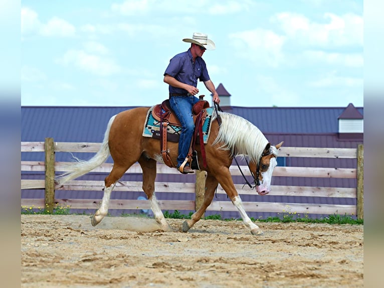 American Quarter Horse Wałach 10 lat 150 cm Izabelowata in Jackson OH