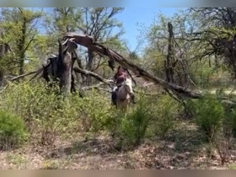 American Quarter Horse Wałach 10 lat 150 cm Izabelowata in Weatherford TX