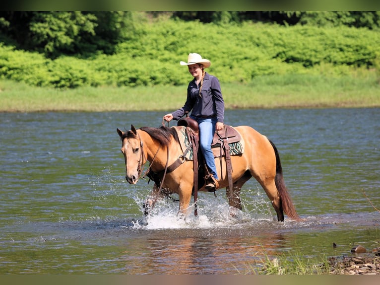 American Quarter Horse Wałach 10 lat 150 cm Jelenia in Clarion, PA