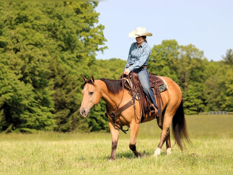 American Quarter Horse Wałach 10 lat 150 cm Jelenia in Clarion, PA
