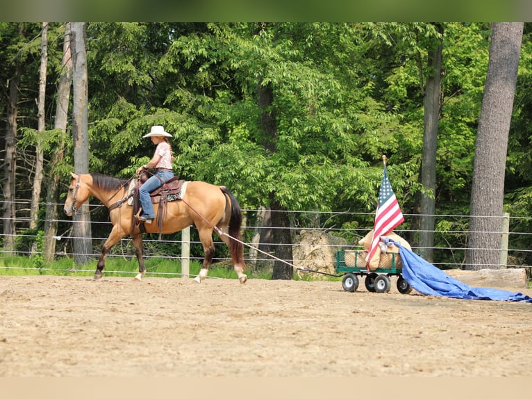 American Quarter Horse Wałach 10 lat 150 cm Jelenia in Clarion, PA