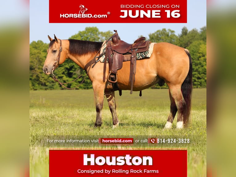 American Quarter Horse Wałach 10 lat 150 cm Jelenia in Clarion, PA