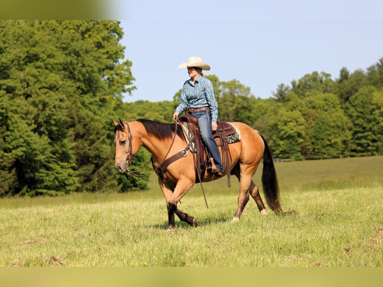 American Quarter Horse Wałach 10 lat 150 cm Jelenia in Clarion, PA