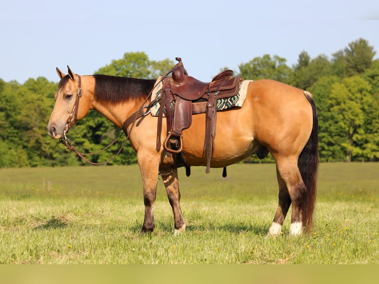 American Quarter Horse Wałach 10 lat 150 cm Jelenia in Clarion, PA