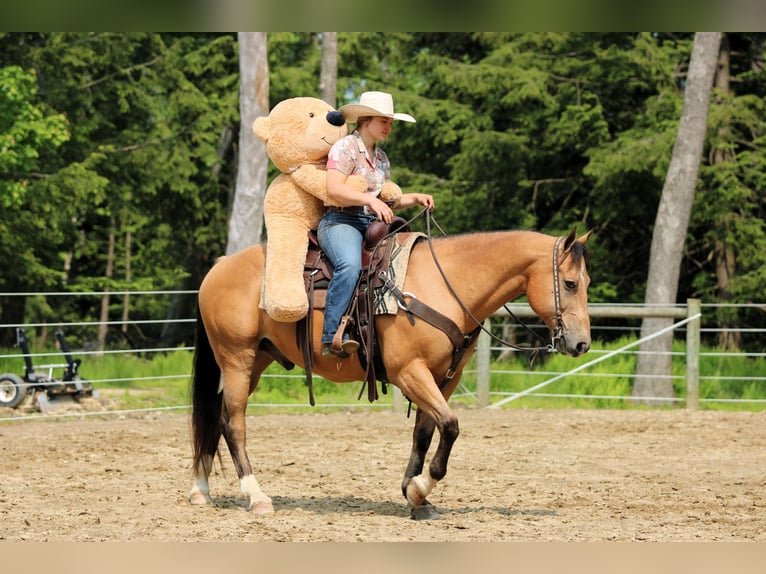 American Quarter Horse Wałach 10 lat 150 cm Jelenia in Clarion, PA