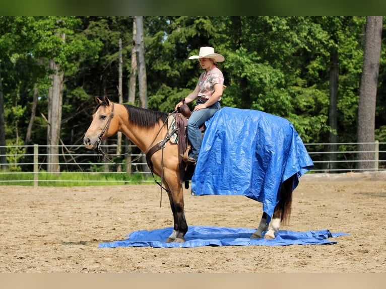 American Quarter Horse Wałach 10 lat 150 cm Jelenia in Clarion, PA