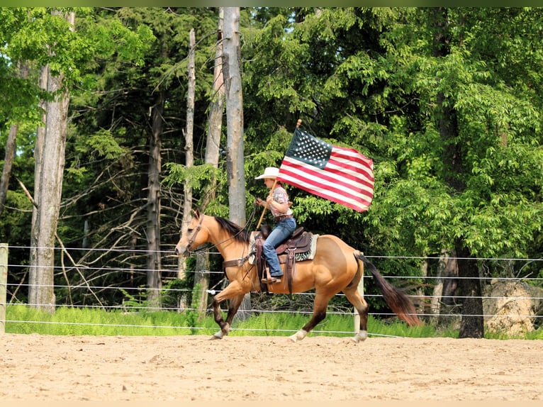 American Quarter Horse Wałach 10 lat 150 cm Jelenia in Clarion, PA