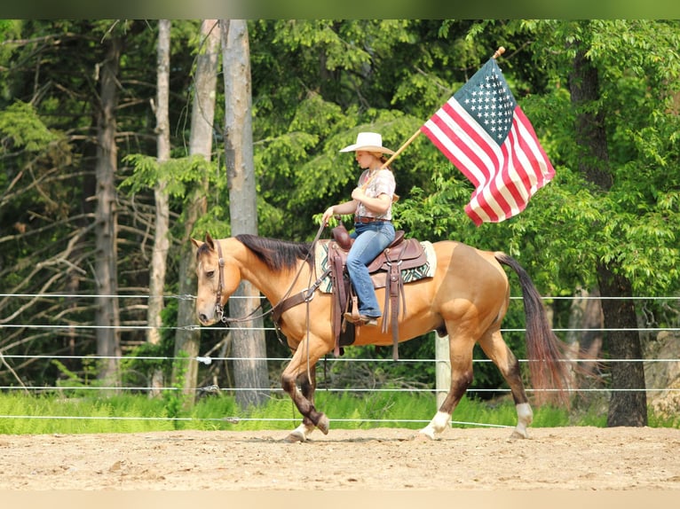 American Quarter Horse Wałach 10 lat 150 cm Jelenia in Clarion, PA
