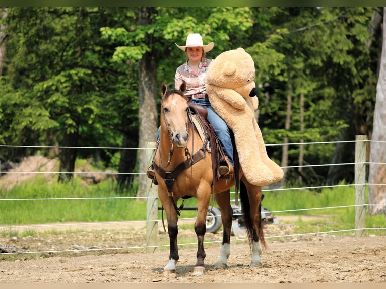 American Quarter Horse Wałach 10 lat 150 cm Jelenia in Clarion, PA