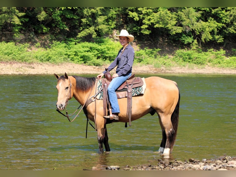 American Quarter Horse Wałach 10 lat 150 cm Jelenia in Clarion, PA