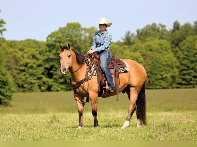 American Quarter Horse Wałach 10 lat 150 cm Jelenia in Clarion, PA
